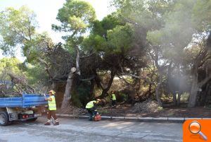 Les brigades de la Diputació treballen en la zona del Saler i nuclis de la Devesa per a prevenir incendis - (foto 5)