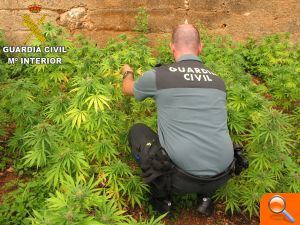 La Guardia Civil desmantela un cultivo  de marihuana en un paraje de la localidad de Favara