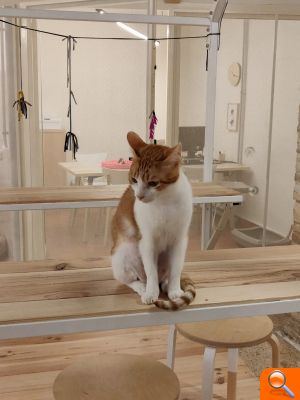 El Ayuntamiento firma un convenio para fomentar la adopción de gatos y mejorar el trato a los animales - (foto 2) El Ayuntamiento firma un convenio para fomentar la adopción de gatos y mejorar el trato a los animales - (foto 2)