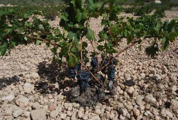 Curso gratuito de especialización en viñedo ecológico