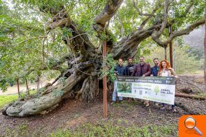 L'Alfàs pide a la ciudadanía que vote al algarrobo de Foia Brell como Árbol del Año en España