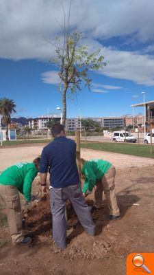 Recuperació i dinamització de les zones verdes de Moncofa - (foto 4)