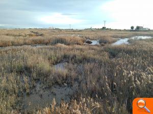 Mosquits: Alós sol·licita reunir-se amb el president de la Generalitat  - (foto 2)
