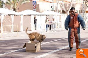 75 gossos de diferents races participen en el II Concurs Caní de Bétera - (foto 2)