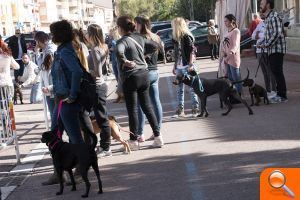 75 gossos de diferents races participen en el II Concurs Caní de Bétera - (foto 3)