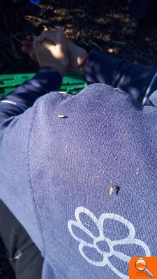 Pérez (PP): “La plaga de mosquits fa insuportable treballar en el camp” - (foto 2)