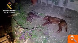 La Guardia Civil abate a un agresivo Pit Bull que había matado a otro perro en Crevillente