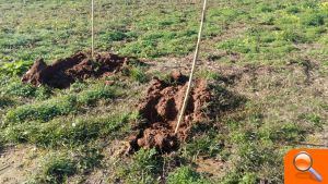 Burriana finaliza la plantación de hasta 200 olmos resistentes a la grafiosis en el Clot de la Mare de Déu - (foto 5)
