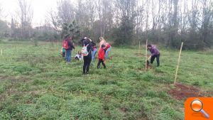 Burriana finaliza la plantación de hasta 200 olmos resistentes a la grafiosis en el Clot de la Mare de Déu - (foto 2)