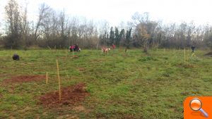 Burriana finaliza la plantación de hasta 200 olmos resistentes a la grafiosis en el Clot de la Mare de Déu - (foto 3)